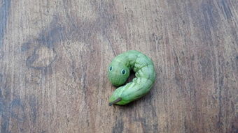 像蚕一样的有假眼睛绿色的虫是什么 