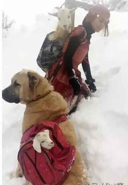 为救羊妈和宝宝,一狗一人冒着大雪,背着它们翻山越岭才回到家