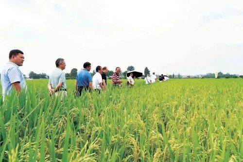 2017全国各省主推水稻品种,优质水稻香稻品种排名