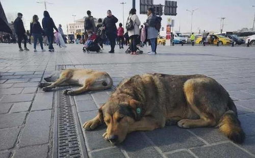 三步见猫,五步见狗 ,这个国家的小流浪 真的太幸福了