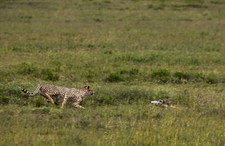 坦桑尼亚草原上演猎豹捕杀野兔惊心场面 