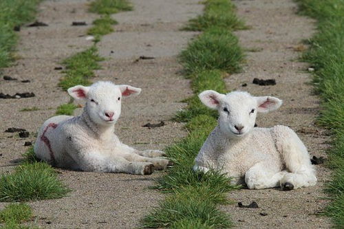 超过 500 张关于 羔羊 和 羊 的免费图片 