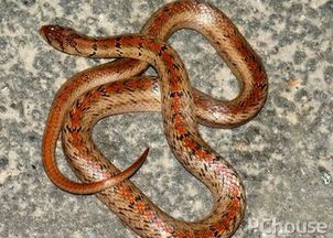 台湾小头蛇的价格 台湾小头蛇的饲养方法 台湾小头蛇的产地 家居百科 