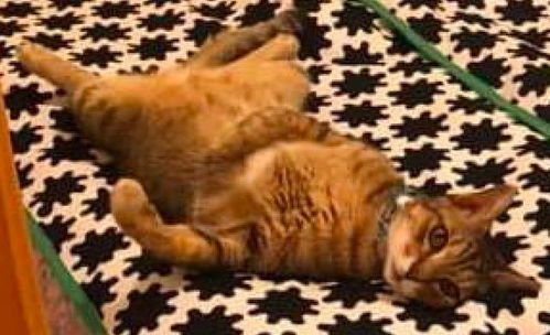 网友洗完澡出来,发现猫咪正躺在自己床上吹电风扇,真会享受啊