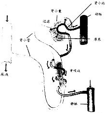 如图是尿的形成过程示意图,请根据图回答问题 1 尿的形成过程要经过 形成原尿, 形成尿液 