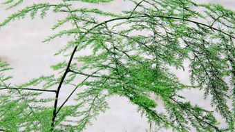 文竹的简易扦插繁殖方法,云竹的插栽方法？