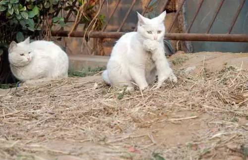 流浪猫妈生了一只不会动的猫宝宝,居民走近一看才发现 