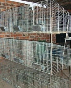 山东兔笼子多少钱一套 母兔笼价格 