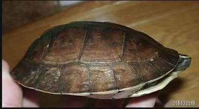 浅谈安布闭壳龟的四个亚种区分方法