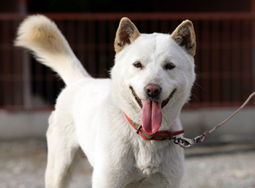 韩国特有的土著犬 珍岛犬图片 