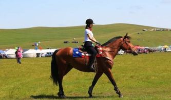 夏天来坝上草原感受骑马,到中国马镇学习骑马文化 