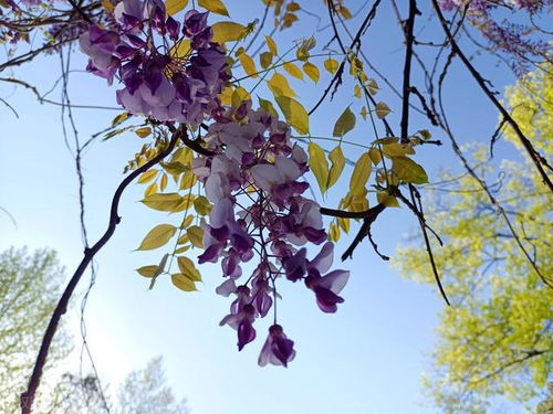 4月8日 巨蟹座 狮子座 处女座运势预测