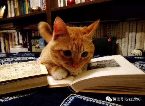 表情 我的猫,名叫黄英俊,字黄爱中西,号无事忙 表情 