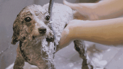 狗狗洗澡需要注意点什么 这些事情,你都知道吗