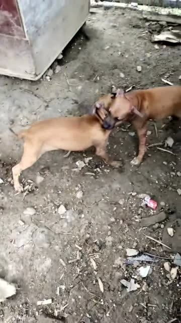 两个狗狗打架,咬的面目全非,狗主人还在看热闹 