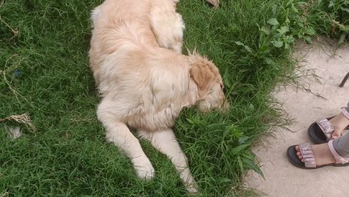 狗狗还喜欢吃柳叶草 