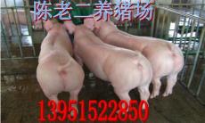 江苏陈老二大型养猪场 