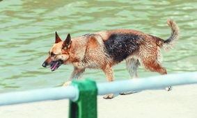 哈尔滨养犬条例实施两年仍未 落地 