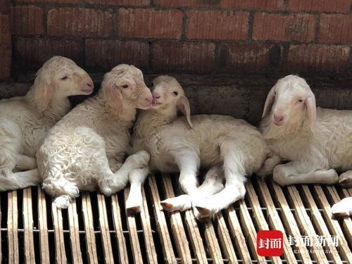 浙江 羊妈妈 羊爸爸 的 幸福羊生 移民 四川广安两年生了9000个 羊宝宝 蹲点日记