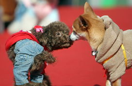 高清 南京 光棍节 举办宠物相亲大会 