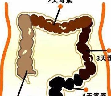 排便频率很重要,专家 排便太频繁和排便次数太少,可能都有问题