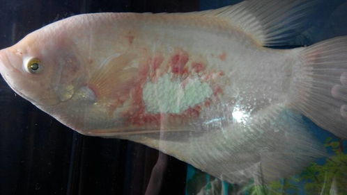 我家鱼缸里的鱼被其他鱼咬伤了 该怎样才能制止它啊 
