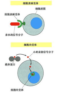 细胞表面聪明的受体――GPCR