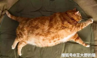 猫界新宠 橘猫,吃得多长得胖,性格很讨喜,你真的了解它吗
