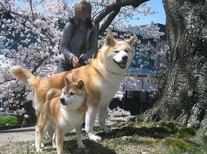 秋田和柴犬是不是一个狗,长得很像,为什么有两个名字