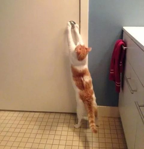 猫为什么要跟着我上厕所 铲屎的就没隐私吗