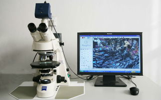 关于显微镜的毕业论文