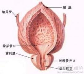 前列腺肥大是什么原因引起的(前列腺肥大是什么原因引起的怎么治疗)