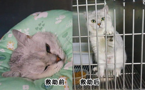 23只救助猫治疗费募捐