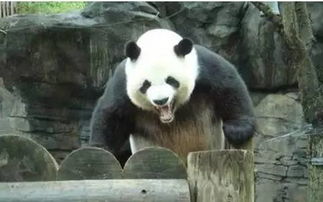 大熊猫被IUCN开除出 濒危 物种名单 下调为 易危 