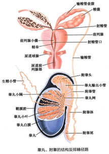 男性确诊无精症该怎么办 生殖医学专家张水文科普系列