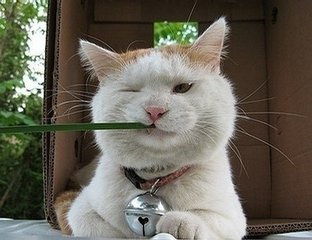 猫咪呕吐黄水是怎么了 猫咪呕吐黄水怎么治疗 