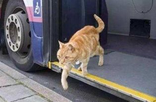 暖心 橘猫独自坐了5年公交,司机看猫咪迟到还会等几分钟