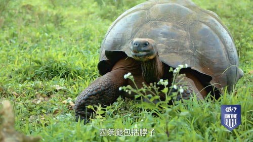揭秘世界最大乌龟 体重300斤,能活200岁,可以叫它龟仙人 