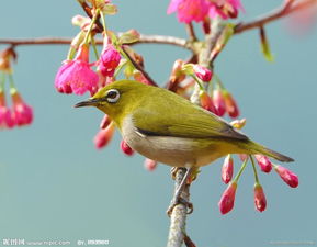 黄鸟 金翅 雀 属一种名叫黄 搜狗百科 