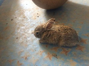 这大小的兔子能不能吃菜了 我家只有这一只兔子它是不是很快就会死 如果不是能给它吃什么 