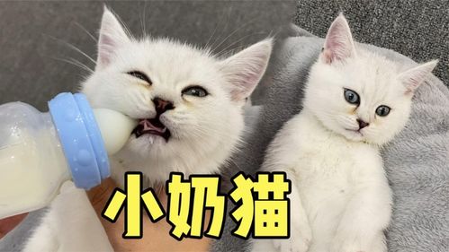 领养小奶猫的第四天,求网友给它取个搞笑的名字 