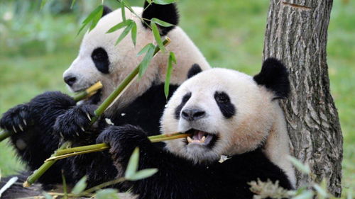 下雨就上树休息 大熊猫爱上树,是它总结的生存智慧