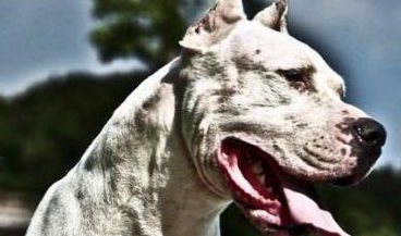 纯种阿根廷杜高犬多少钱一只 血统杜高犬什么价格