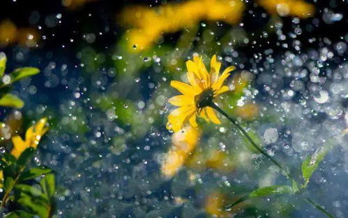 烟花三月,有雨如诗,有诗如雨