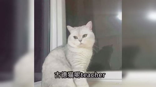 搞笑视频,给猫咪配音趣味多 