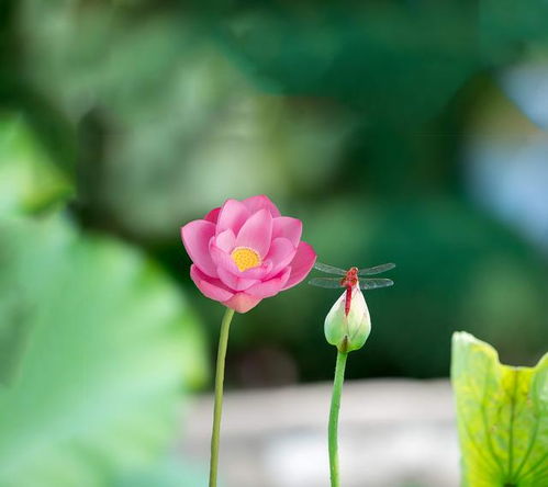 7月财运爆棚的4大星座 摩羯座偏财旺,狮子座赚钱不费力