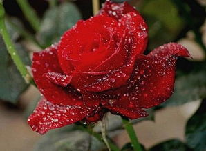 26种常见玫瑰花品种 十大最贵的玫瑰花品种