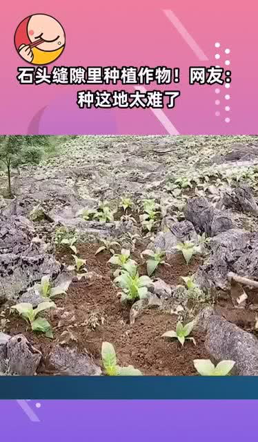 石头缝隙里种植作物 网友 种这地太难了 