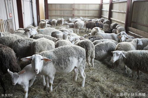 母羊产后易出5问题,养羊户不可掉以轻心