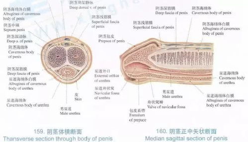 割包皮后为什么会肿(割包皮后为什么会肿痛)